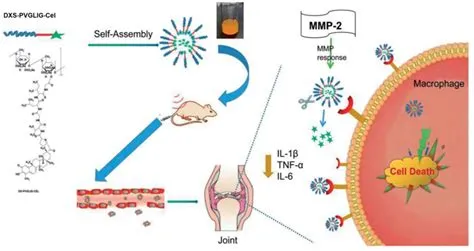  Dextran: Die vielseitige Wunderwaffe in der biomedizinischen Forschung und Anwendung!