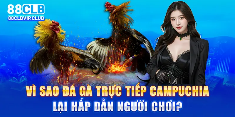 Vì sao đá gà trực tiếp Campuchia lại hấp dẫn người chơi?